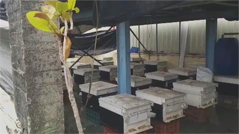 蜜蜂便便黃金雨 ！　住宅區養蜜蜂　附近住戶抗議