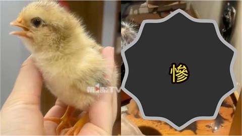 小雞破殼「人間走一遭」竟命喪火海！慘烈畫面流出「飼主2舉動」釀禍