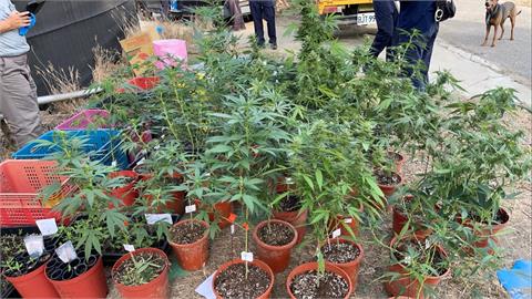  種大麻用蕉園掩護 警起獲近616株大麻