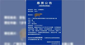 卡皮巴拉出逃40天！動物園公告：越獄犯罪性質惡劣　祭懸賞送門票