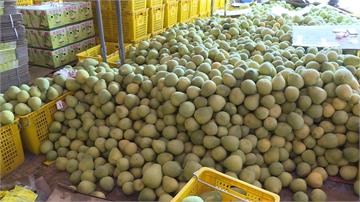 苗栗西湖文旦柚豐收 產量倍增甜度破12度