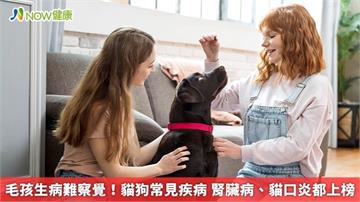 毛孩生病難察覺！貓狗常見疾病 腎臟病、貓口炎都上榜