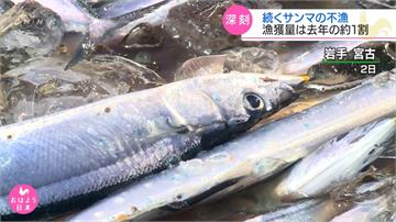 日本秋刀魚產量僅去年同期1成 價格飆3倍