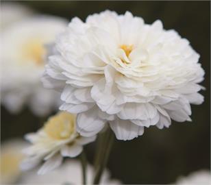 熊本夢幻凍齡之花 「不知火菊」 朵茉麗蔻獨家抗老原料獲日本專利認證