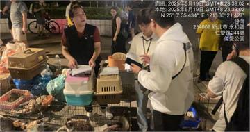 港女狂養23隻寵物！返鄉竟棄養8貓1犬　動保處開罰55萬、列黑名單