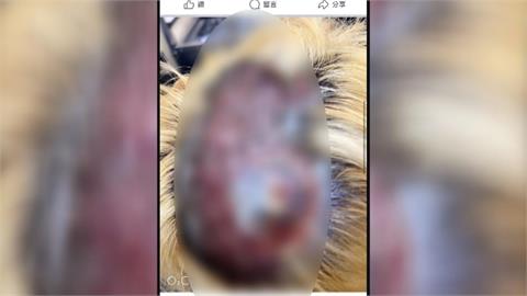 染髮「保鮮膜包頭」外出用餐　女學生頭皮燙傷求償4366萬天價