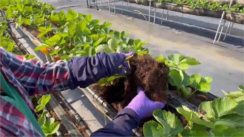 草莓生病了！　病毒肆虐+氣候變遷　產季延後「草莓減產５成」