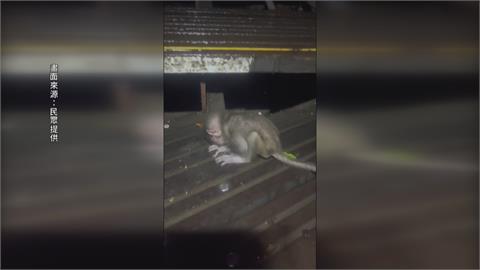 不到3個月大...柴山小獼猴「無助淋雨趴地」　緊急搶救仍虛弱死亡