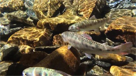 空運國寶「護魚專機」首航　櫻花鉤吻鮭重返司界蘭溪
