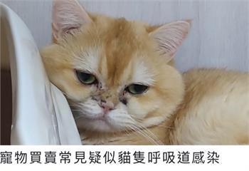 幼犬貓生病死亡屢爆爭議　新北動保處提醒選購寵物務必三思