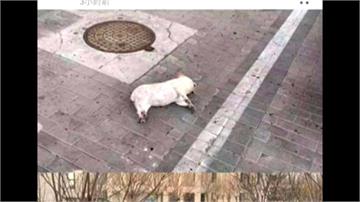 有專家稱寵物會染武漢肺炎 中國瘋傳「摔死貓狗」照片