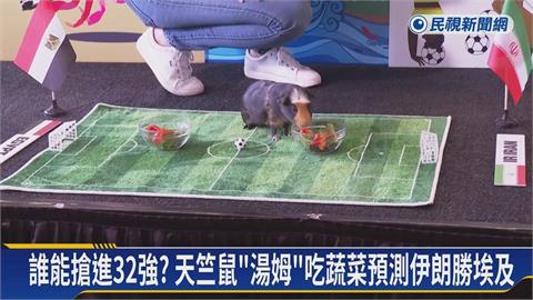 伊朗、埃及誰能搶進32強？　美國天竺鼠「湯姆」預測曝光