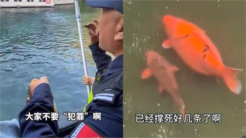 小粉紅怪象+1…過度餵食「錦鯉⭢豬鯉」　中國男手拿「罪證」勸阻：死好幾條了！