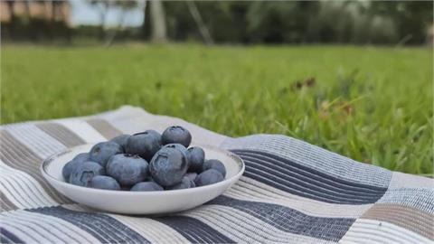 藍莓用鹽水、小蘇打泡恐讓農藥滲入！醫曝：洗滌「2步驟」勝過浸泡