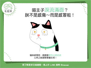 【貓貓康健】貓貓怎麼淚流滿面？貓不是感傷～而是感冒啦！