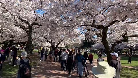 西雅圖華盛頓大學櫻花盛開　城堡建築配上浪漫櫻花湧遊客