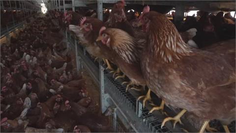 禽流感疫情升溫　全球鬧雞荒　傳人風險增　專家提醒防疫原則與武肺同