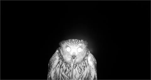 猛禽棲架+自動相機建功！　成功捕捉台灣最大貓頭鷹身影