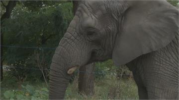 年長母象過世 象群心痛行為異常 動物園用大麻油緩合象群壓力