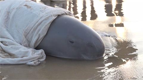 小海豚奄奄一息　大學生蓋棉布、給水救援無效