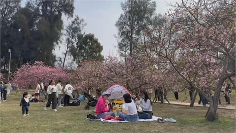百年歷史新竹公園800株櫻花盛開　市長高虹安化身櫻花大使