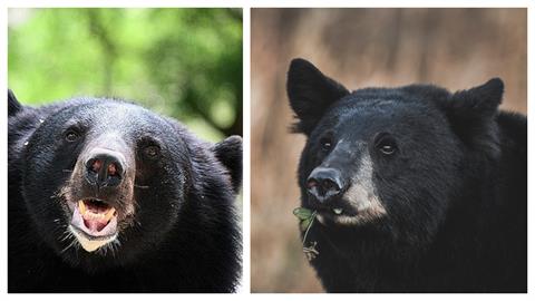 豢養黑熊當寵物20年日本七旬老翁竟遇害　家屬遺憾卻「不怪牠」原因曝！