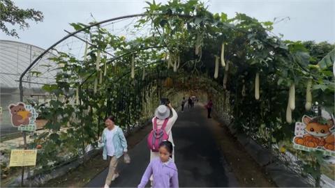 母親節週末吸遊客！　苗栗造橋南瓜節登場 200米南瓜隧道.巨型南瓜超吸睛