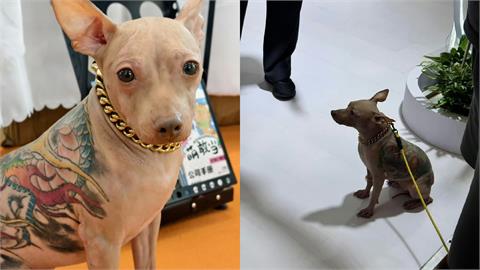寵物展驚見「背刺巨龍、戴金鍊」無毛狗！飼主瞎喊「牠根本不會痛」網全炸鍋了