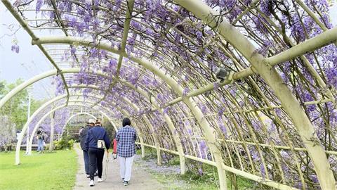 嘉義紫藤花季浪漫登場　巴掌溪畔金黃風鈴花綻放吸客