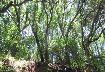 清明掃墓9成火災是人為　新北農業局警告：最高罰60萬＋刑責上身