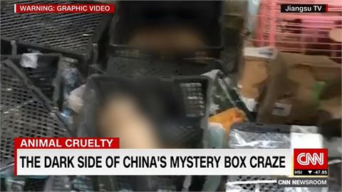 沒人性！中國「寵物盲盒」抽獎 毛孩關箱內悶死