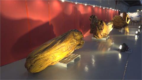 松山文創珍貴木材收藏拍賣展　稀有台灣肖楠「在這裡看得到」