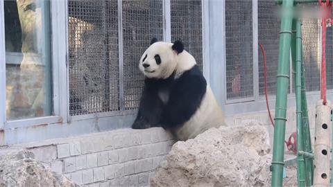 功夫貓熊？北京動物園貓熊「越獄」　緩衝區探頭見客