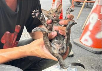 小小喵星人深陷水溝　新北動保處救援小貓獲新生