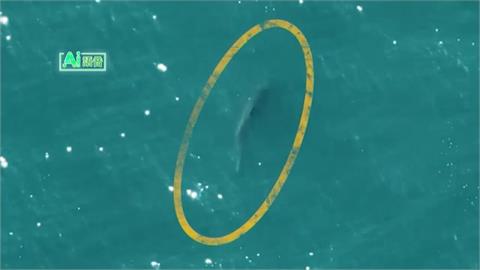 紐約海灘鯊魚出沒　無人機空中監控水域保護民眾
