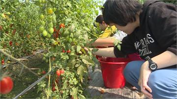 雇工不划算 老農開放番茄園民眾自採