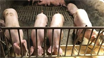 微信提醒「豬肉不能吃」中國女子遭逮捕  網友：「解決知道問題的人」