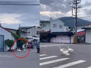 山陀兒滯留中「3頭鵝先登陸」　呆萌逛大街畫面曝光