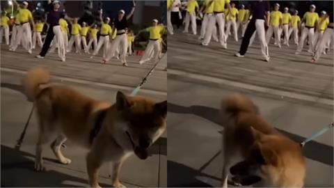 中國大媽嗨跳廣場舞！柴柴正面尬上「電動馬達狂搖」網笑爛：打趴大媽