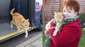 貓咪過去5年風雨無阻搭公車　司機暖揭真相：「牠一直在等一個人」