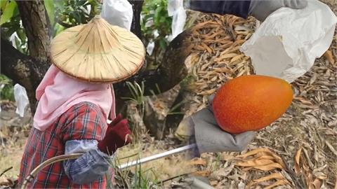 台灣芒果外銷超夯！農民每天5點上工　顆顆精挑細選網讚：看了超感動
