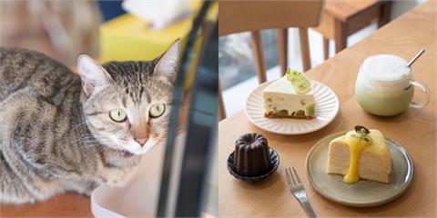 宜蘭美食 樹說，｜一週只開店三天的超美味千層蛋糕　還有「可愛貓貓陪伴尼！」