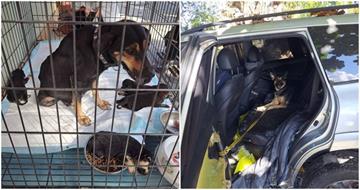 水患奇蹟！狗受困車內7天獲救　民宿找尋飼主中