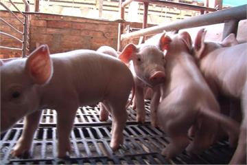挑戰倫理極限！日本將允許人豬嵌合胚胎