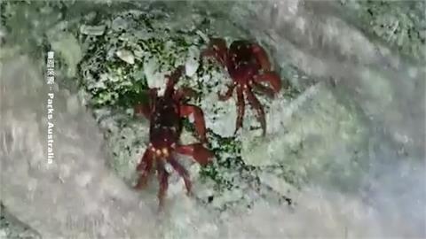終於可以生了！耶誕島首批母紅蟹抵海邊「卸貨」