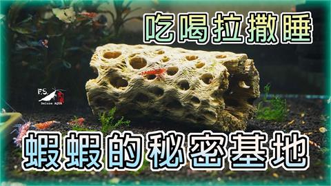 「純天然蛇王木」讓蝦蝦住好家　達人開箱大推：讓牠們不只能住還能吃