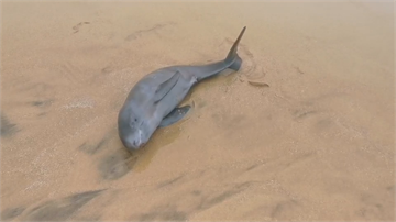 金門風浪大「瀕絕海豚」擱淺  海巡忙翻送不回大海先安置
