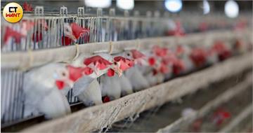 文雅畜牧場又驗出芬普尼雞蛋　農業部：重罰移送檢調