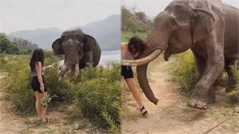 瘋狂捉弄！女子手持香蕉「要餵不餵」引誘大象　下秒慘遭撞飛