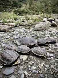 又有放生團體亂野放！？　民眾到宜蘭山區出遊　見大量斑龜死亡